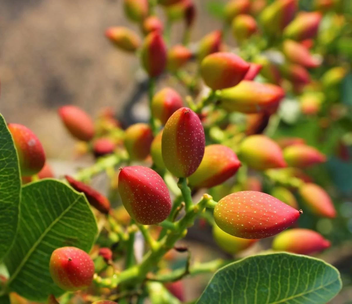Pianta pistacchio, l'albero dell'oro verde 19