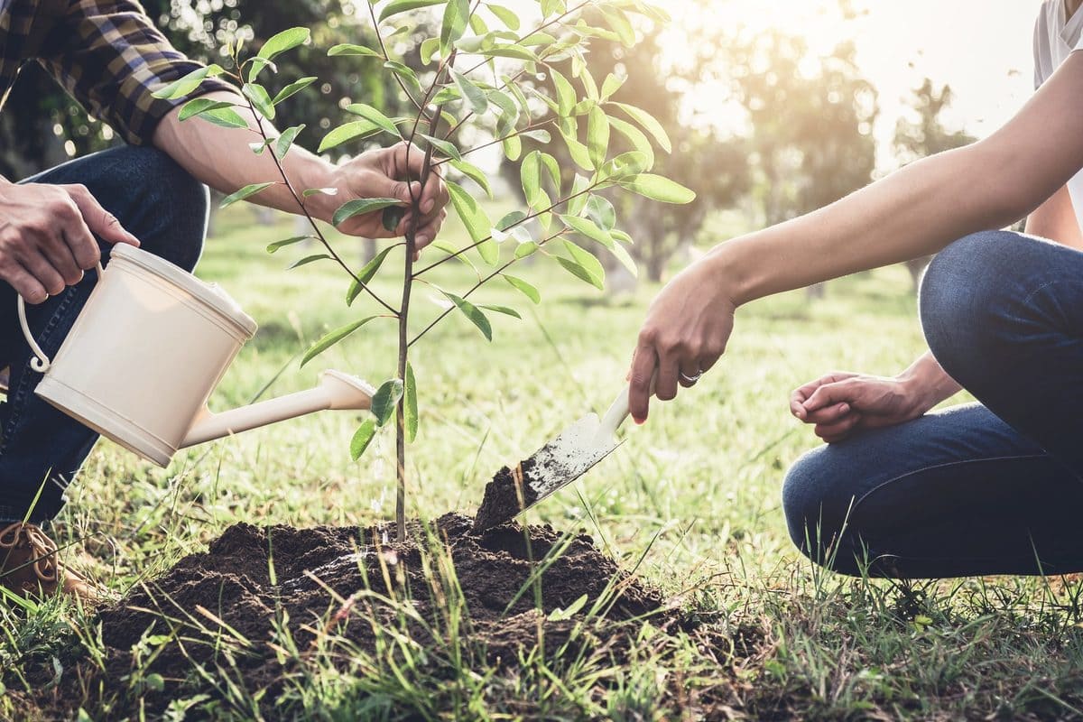 Svolta green dell’Emilia-Romagna, pianterà 4,5 milioni di alberi, uno per abitante 19