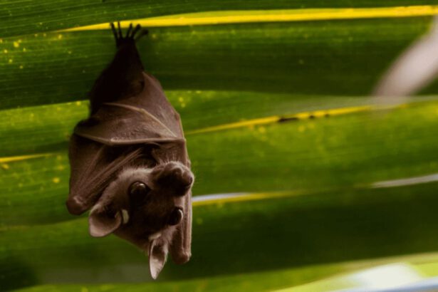 Il surriscaldamento globale come causa della pandemia, le prove da Cambridge 15