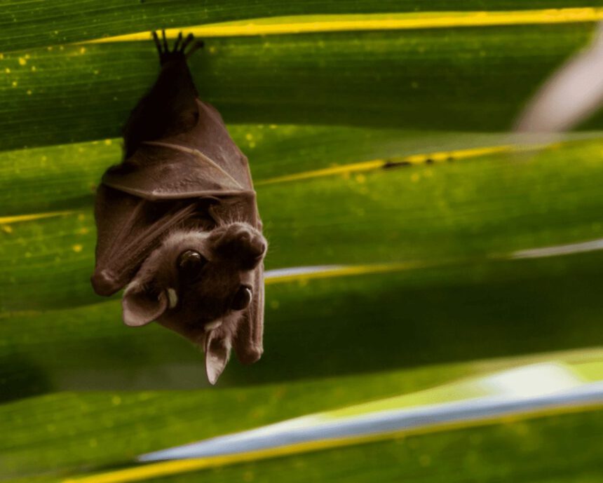 Il surriscaldamento globale come causa della pandemia, le prove da Cambridge 1