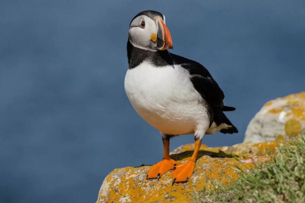 Pulcinelle di mare, i pappagalli dell'oceano 20