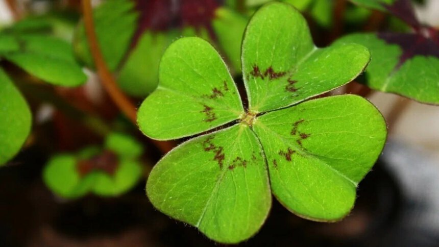 Perché il quadrifoglio porta fortuna? Scopriamo l'origine del suo significato simbolico 2 Perché il quadrifoglio porta fortuna? Scopriamo l'origine del suo significato simbolico 1