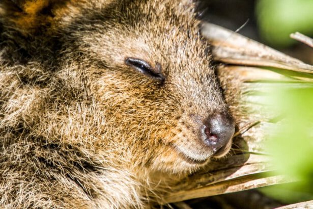 Quokka, il marsupiale più felice del mondo, divenuto virale, è in via d'estinzione 9