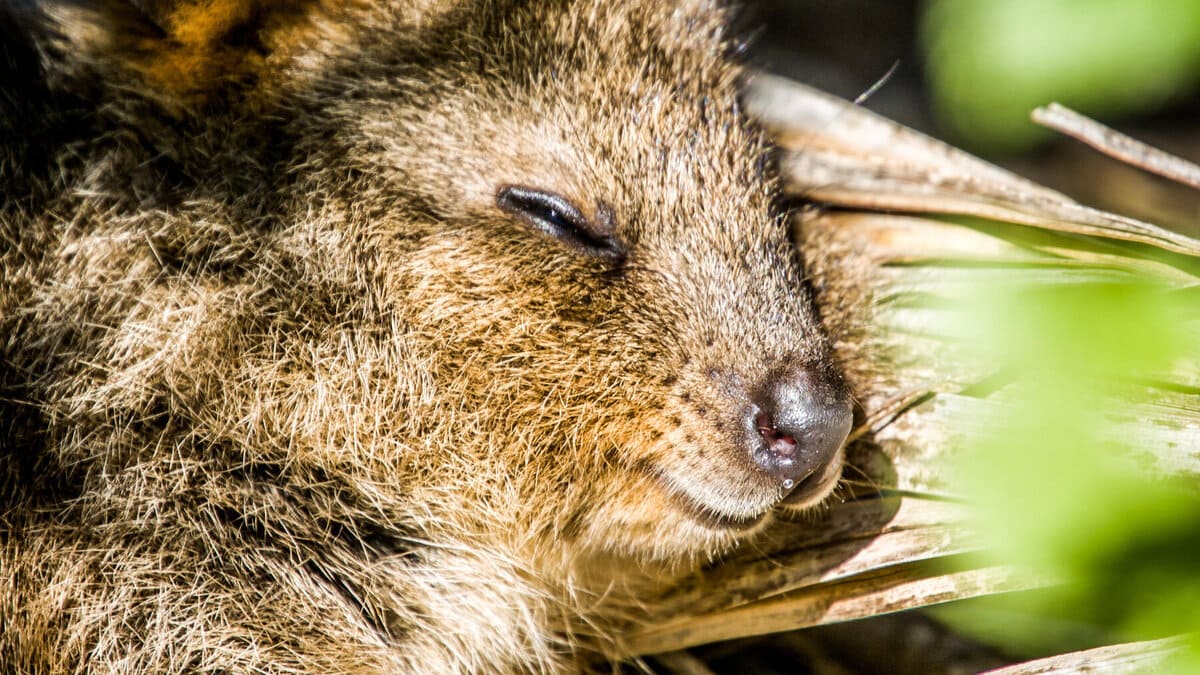 Quokka, il marsupiale più felice del mondo, divenuto virale, è in via d'estinzione 15