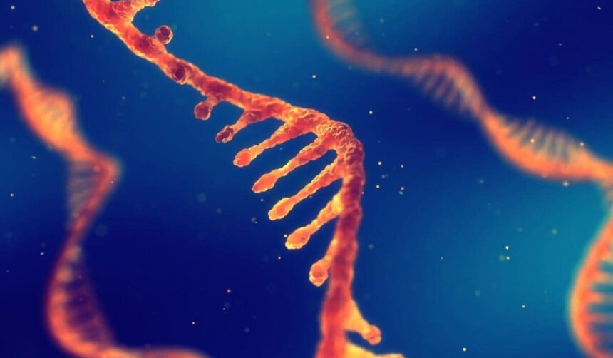 Coronavirus, le cellule umane hackerano il virus per impedirne la riproduzione 2 Coronavirus, le cellule umane hackerano il virus per impedirne la riproduzione 1