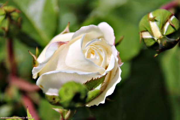 La rosa bianca, simbolo di purezza e non solo 17