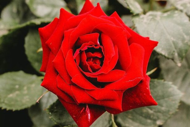 Qual è la simbologia e il significato della rosa rossa? 9