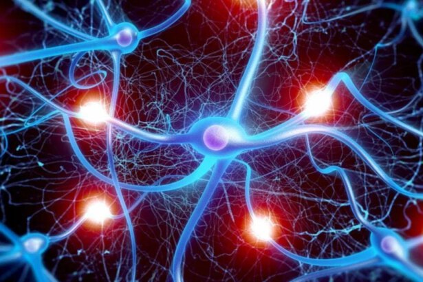 Sinapsi significato, struttura e funzionamento dei connettori del cervello 12