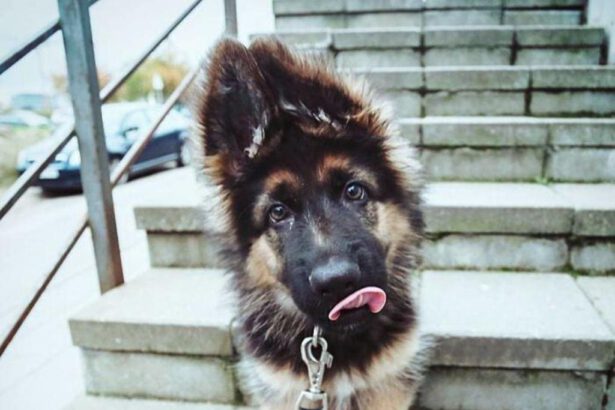 11 foto di cani emozioti 17