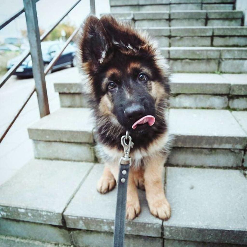 11 foto di cani emozioti 23