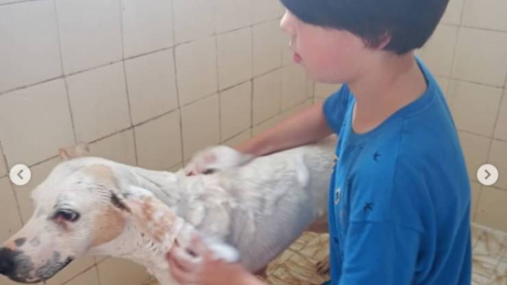 Thiago, l'11enne che ogni sabato fa il bagno ai randagi per aiutarli a essere adottati 3 Il progetto di Thiago per salvare i randagi: dal bagnetto alla condivisione sui social