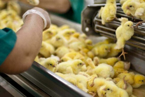 Stop all'abbattimento dei pulcini maschi dal 2027: approvato emendamento per fermare il massacro 18