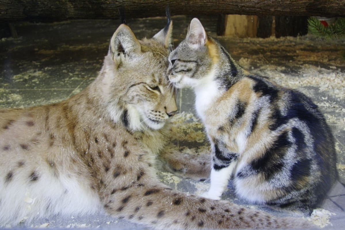 Un gatto e una lince: 12 anni di un'insolita amicizia 13
