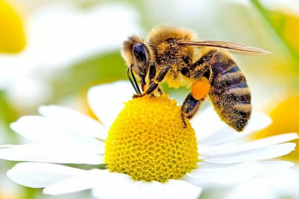 Giornata Mondiale delle Api: "La produzione di miele è crollata dell'’80%" 18