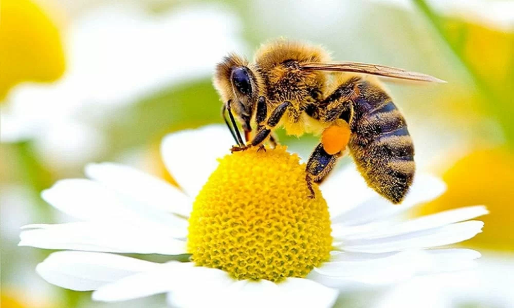 Giornata Mondiale delle Api: "La produzione di miele è crollata dell'’80%" 19