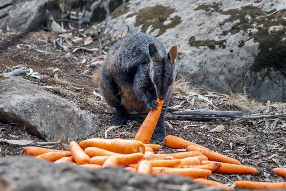 Australia: pioggia di cibo dagli elicotteri per nutrire gli animali affamati 21