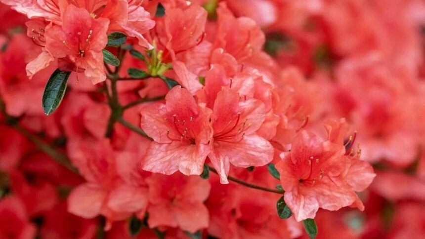 L'azalea è una pianta decorativa ricca di fascino, uno spettacolo per la vista 2 L'azalea è una pianta decorativa ricca di fascino, uno spettacolo per la vista 1