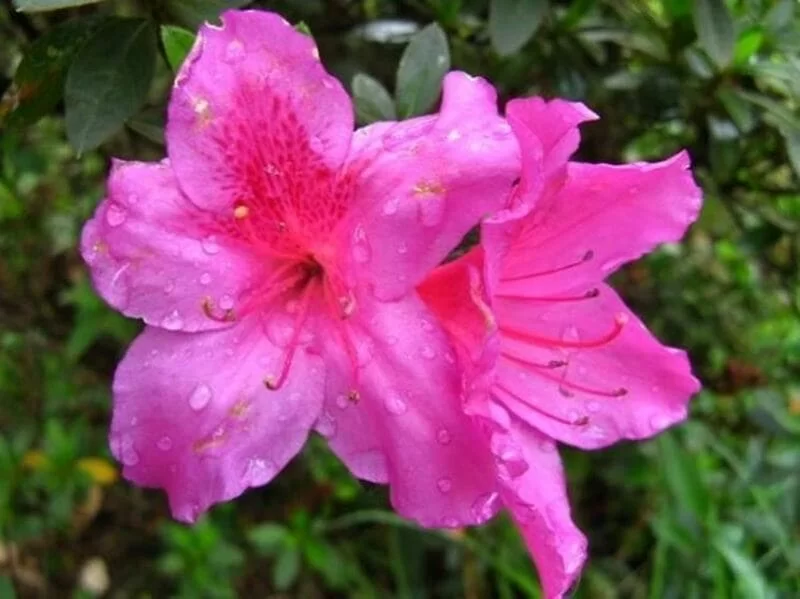 L'azalea è una pianta decorativa ricca di fascino, uno spettacolo per la vista 5 azalea_innaffiatura