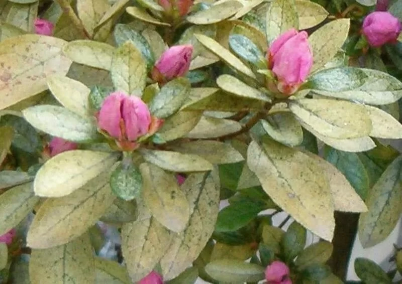 L'azalea è una pianta decorativa ricca di fascino, uno spettacolo per la vista 6 azalea_malattie