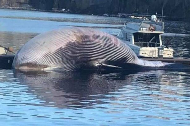 Napoli, avvistata la più grande balena del Mediterraneo: sarà esposta in un museo 7