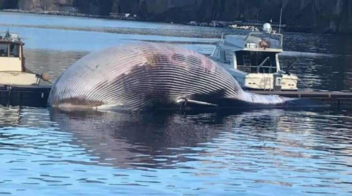 Napoli, avvistata la più grande balena del Mediterraneo: sarà esposta in un museo 13