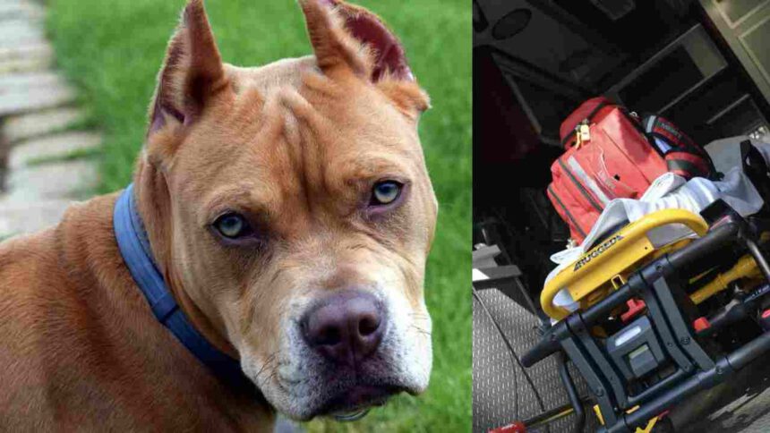 Bambina morsa da un pitbull nel parco: baby sitter fa da scudo e la salva. Piccola in ospedale 1