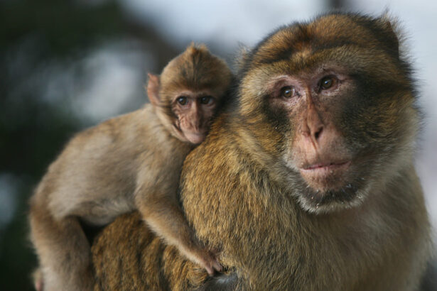 Italia, cuore del traffico illegale di bertucce. Lav: “Stop al commercio di animali esotici” 7