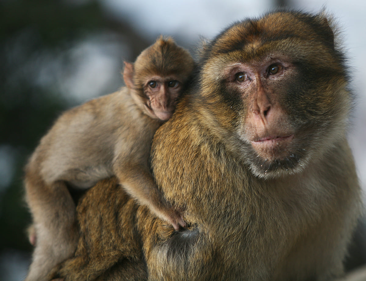 Italia, cuore del traffico illegale di bertucce. Lav: “Stop al commercio di animali esotici” 19
