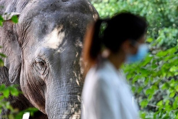 Il bioparco di Roma in difficoltà, l'appello ai cittadini: "Occupiamoci degli animali a distanza" 9