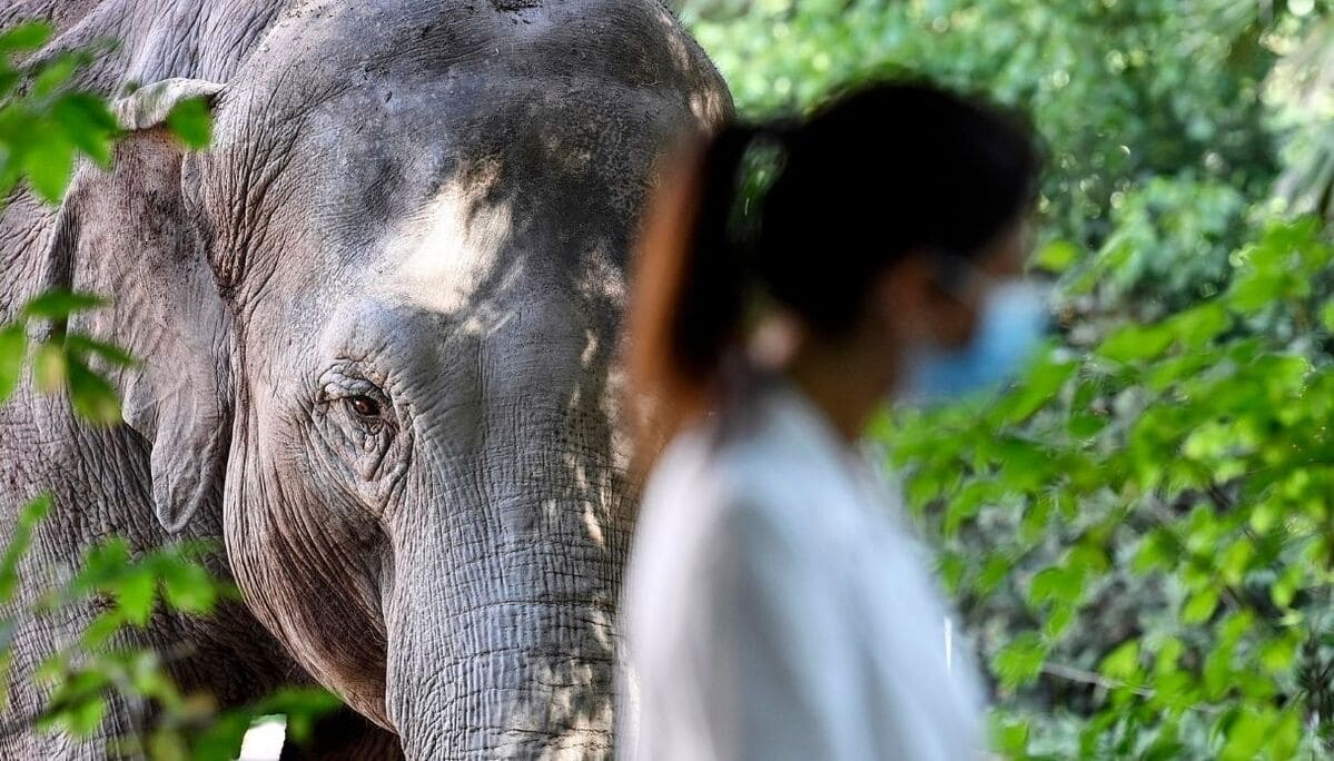 Il bioparco di Roma in difficoltà, l'appello ai cittadini: "Occupiamoci degli animali a distanza" 13