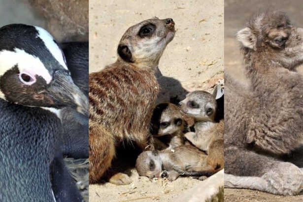 Nuove nascite al Bioparco di Roma: cammelli, suricati e pinguini del Capo. Ecco chi sono i baby ospiti 18