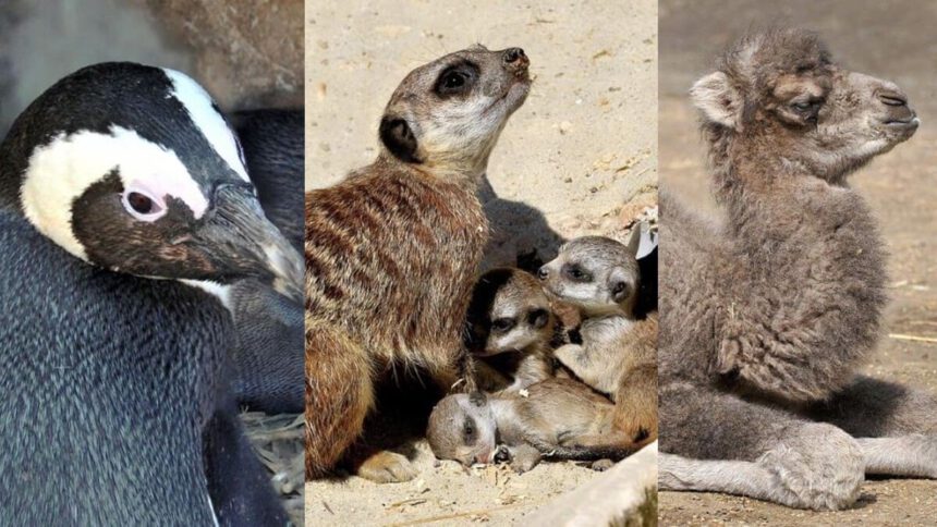 Nuove nascite al Bioparco di Roma: cammelli, suricati e pinguini del Capo. Ecco chi sono i baby ospiti 1