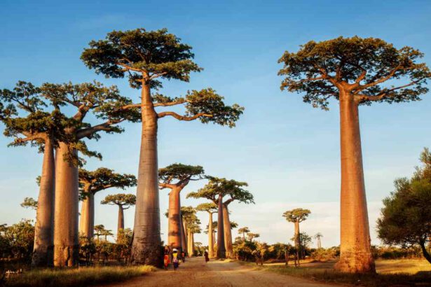 Baobab, la pianta sacra dell'Africa: superfood e antiossidante 11