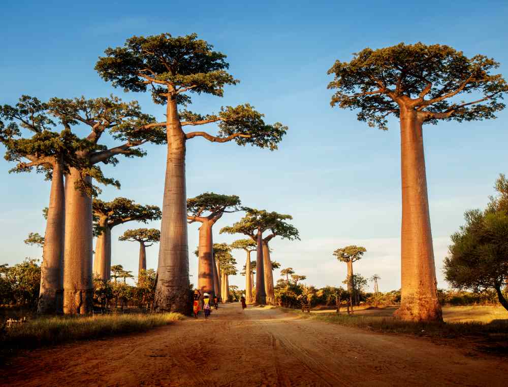 Baobab, la pianta sacra dell'Africa: superfood e antiossidante 17