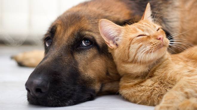 Bonus animali domestici 2022: come funziona, valore, chi può richiederlo 3 Bonus animali domestici 2022: domanda e come richiederlo