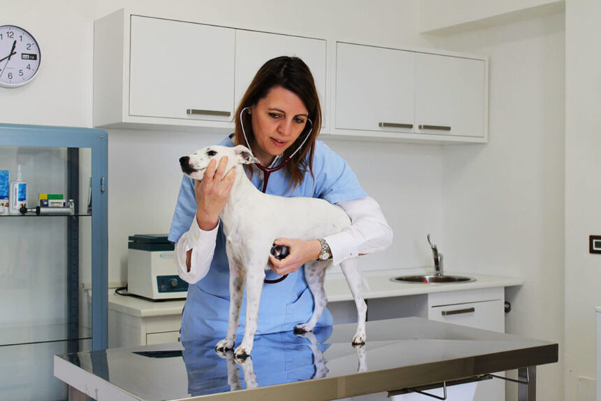 Bonus animali domestici 2022: come funziona, valore, chi può richiederlo 2 Bonus animali domestici 2022: come funziona, valore, chi può richiederlo 1