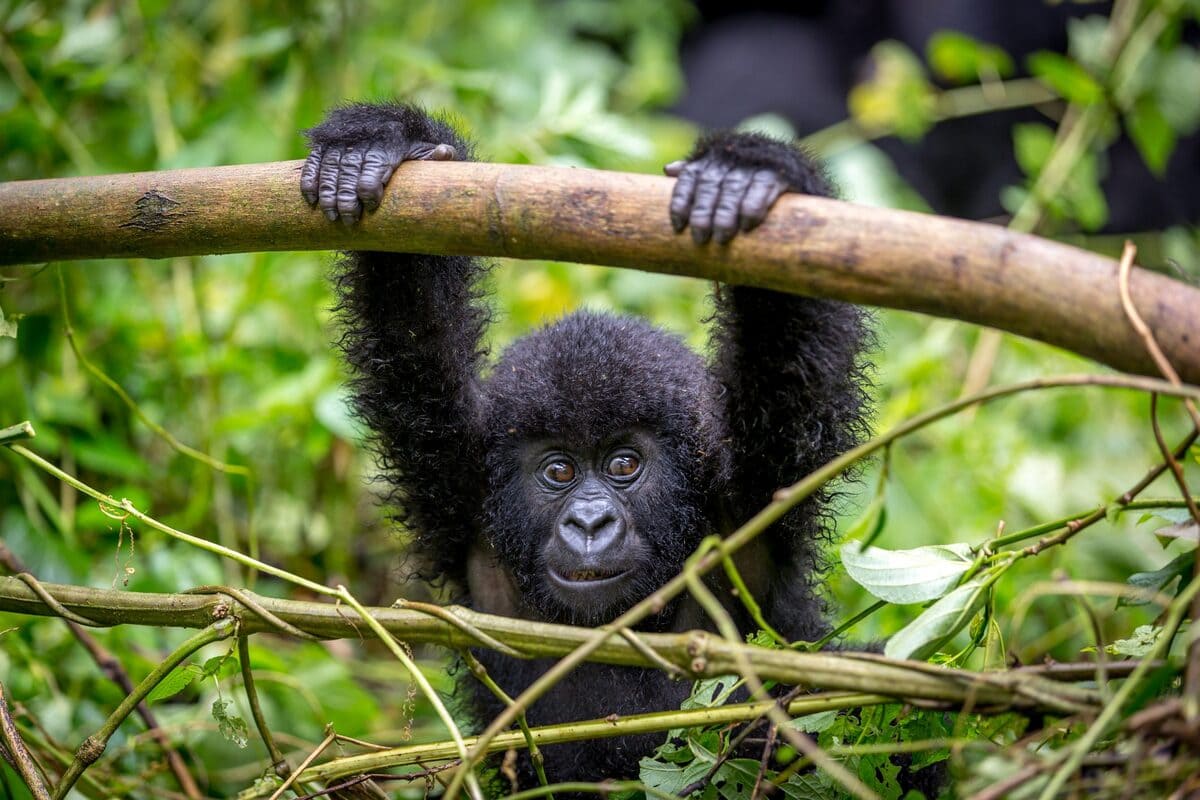 Uganda SOS, a rischio la foresta Bugoma e i suoi scimpanzé 19