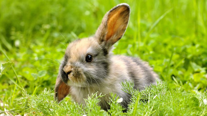 Sicilia, dopo due sentenze del Tar la caccia al coniglio è finalmente vietata 2 Sicilia, dopo due sentenze del Tar la caccia al coniglio è finalmente vietata 1