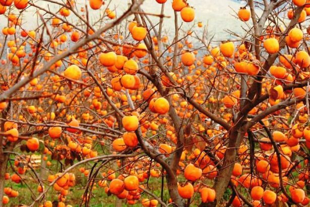 Cachi, il frutto degli dei 10