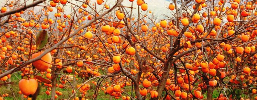 Cachi, il frutto degli dei 1