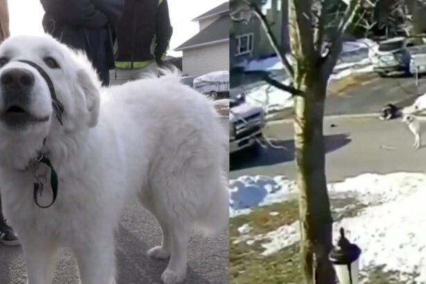 Canada, donna ha un malore in strada: il suo cane blocca le auto in cerca d'aiuto e la salva 7