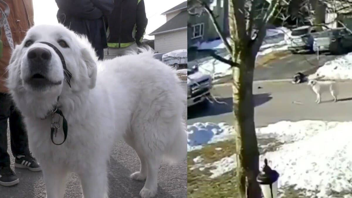 Canada, donna ha un malore in strada: il suo cane blocca le auto in cerca d'aiuto e la salva 17