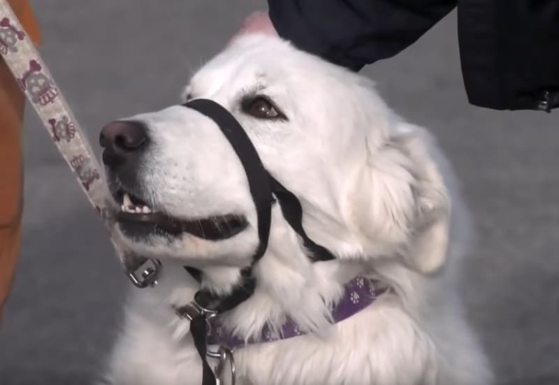 Canada, donna ha un malore in strada: il suo cane blocca le auto in cerca d'aiuto e la salva 4 cane eroe_meticcio