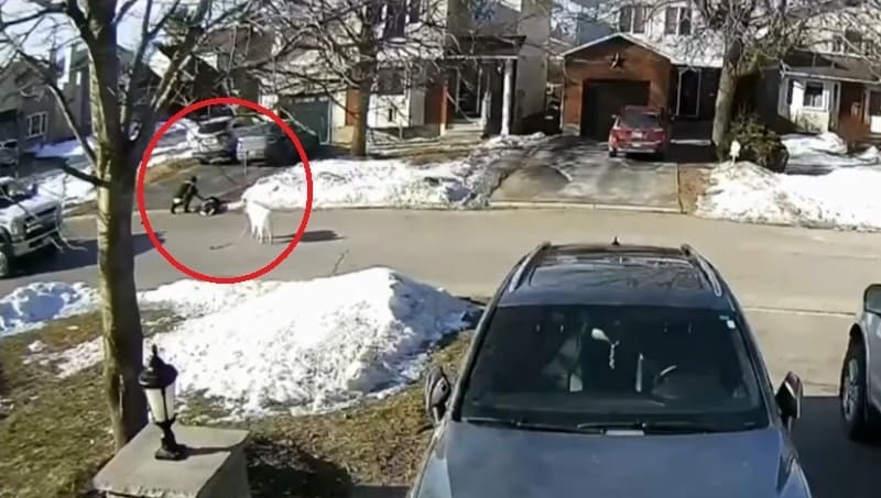 Canada, donna ha un malore in strada: il suo cane blocca le auto in cerca d'aiuto e la salva 3 cane eroe_scena