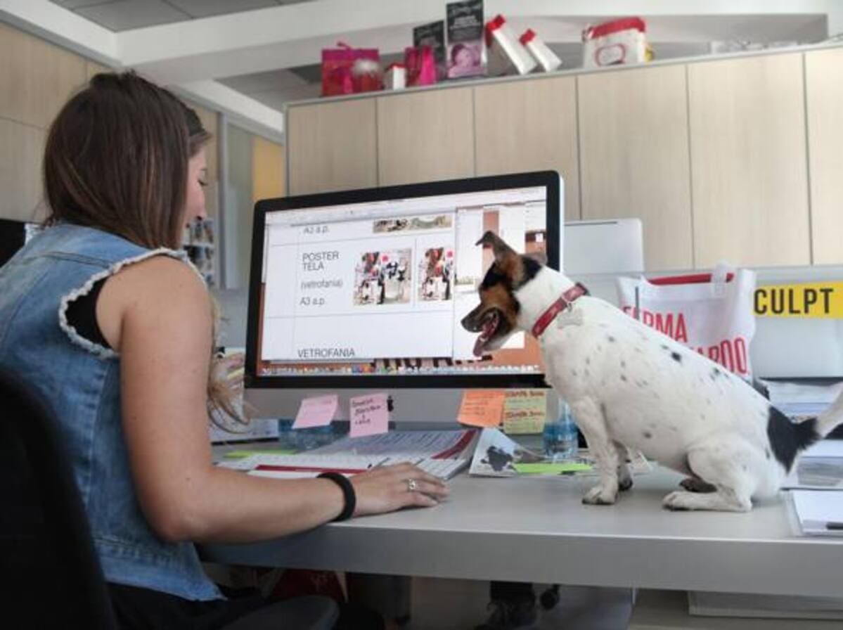 Oggi è la Giornata Mondiale del cane in ufficio. Anche ai tempi del Covid? 17