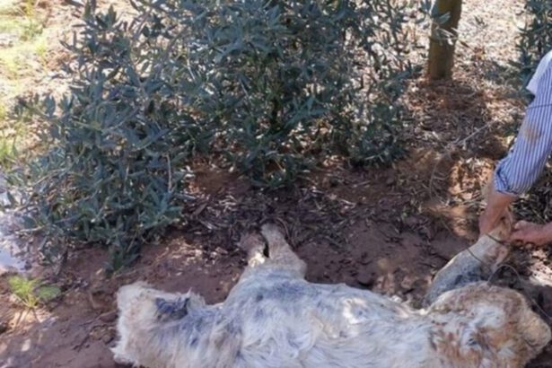 Fondi, cane alla catena morto da giorni, 3 denutriti e coperti di feci: denunciati un uomo e una donna 15