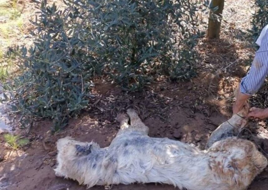 Fondi, cane alla catena morto da giorni, 3 denutriti e coperti di feci: denunciati un uomo e una donna 1