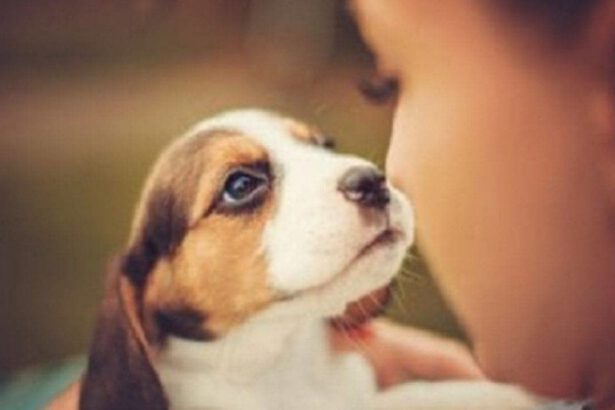 Se non ti basta chiamarlo Fido: nomi per cani originali 13