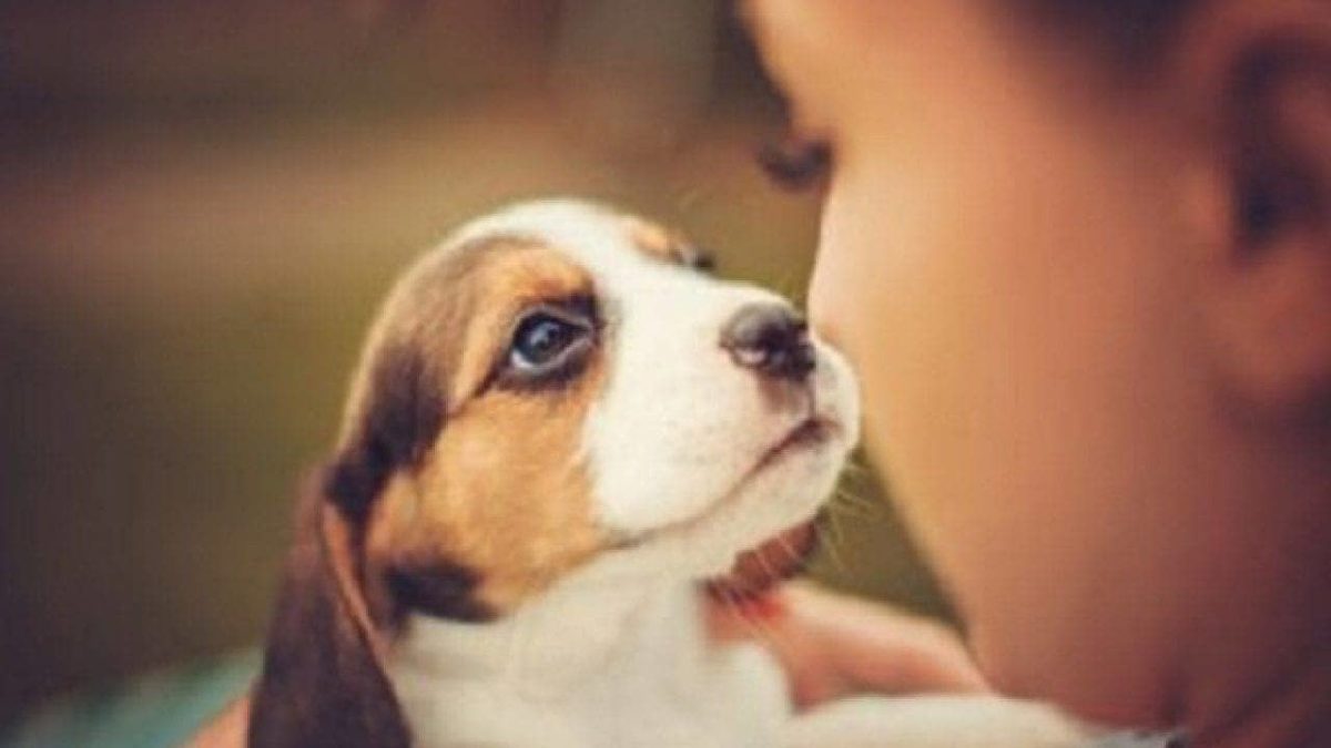 Se non ti basta chiamarlo Fido: nomi per cani originali 17