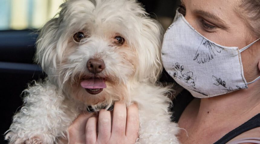 Primo cane positivo al Covid, l'Enpa chiarisce 1